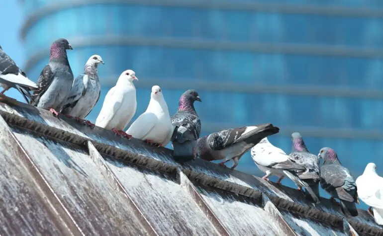 鳥（ハト等）対策
