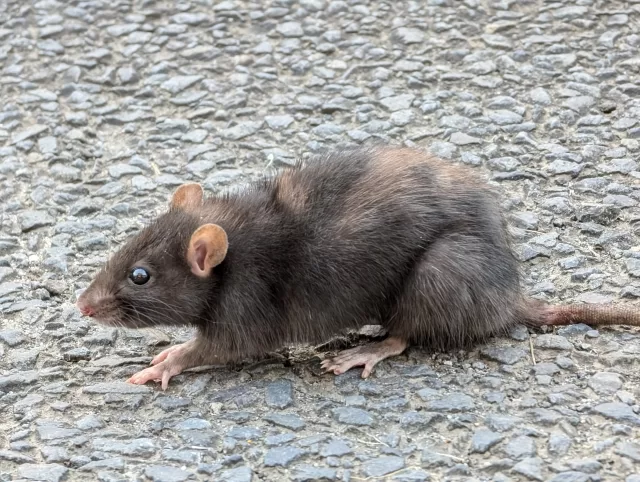 ネズミ